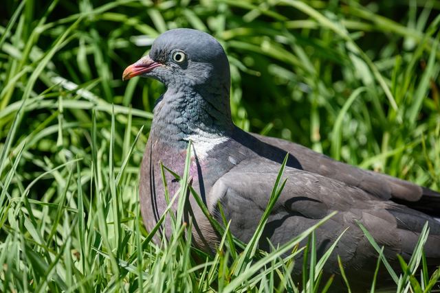 Common Wood Pigeon