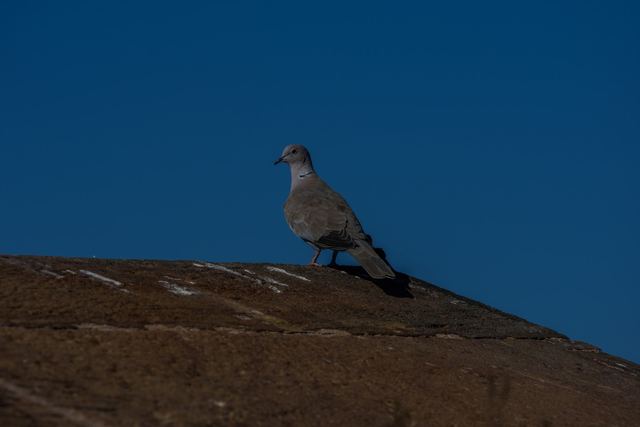 Eurasian Collared-Dove