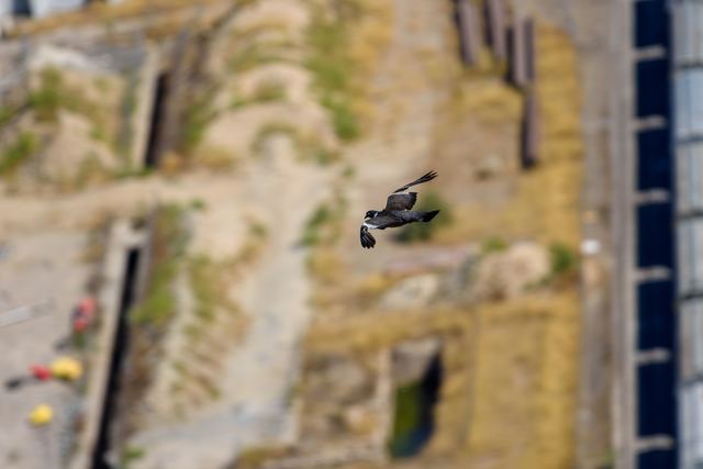 Common Wood Pigeon