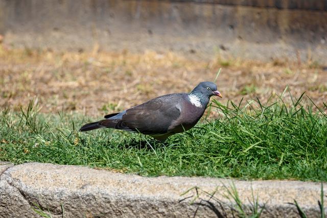 Common Wood Pigeon