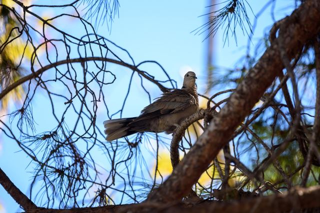 Eurasian Collared-Dove