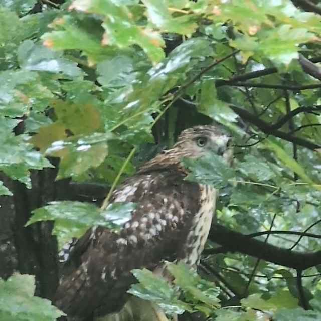Red-tailed Hawk