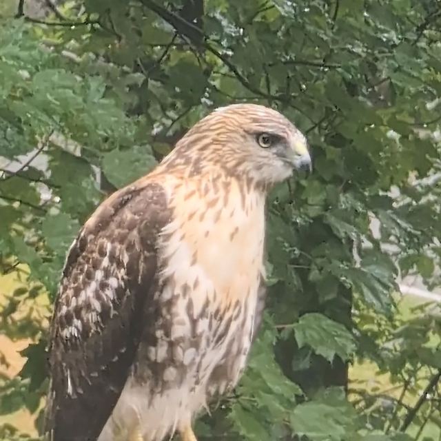 Red-tailed Hawk