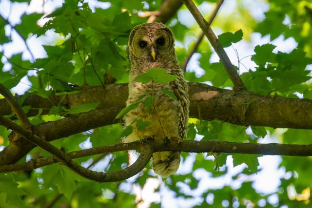 Barred Owl