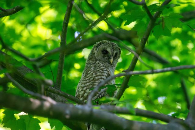 Barred Owl