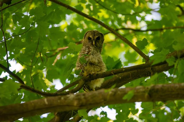 Barred Owl