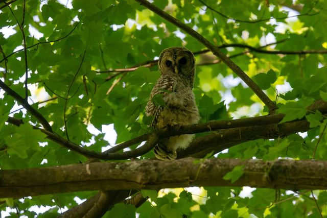 Barred Owl