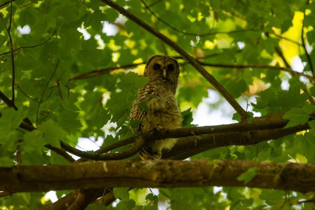 Barred Owl