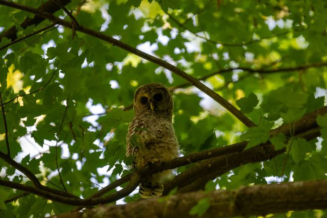 Barred Owl