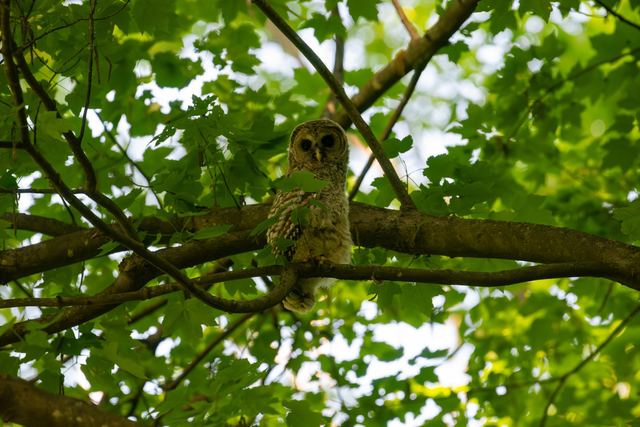 Barred Owl