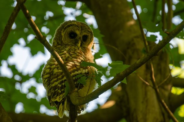 Barred Owl