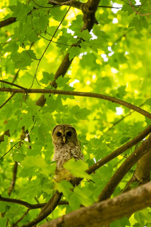 Barred Owl