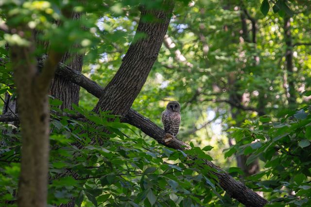Barred Owl