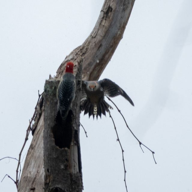 Red-bellied Woodpecker