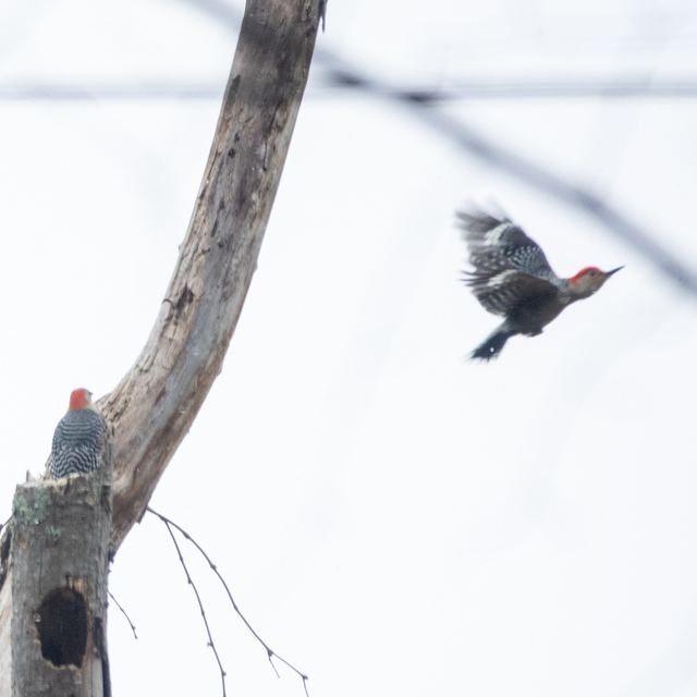 Red-bellied Woodpecker