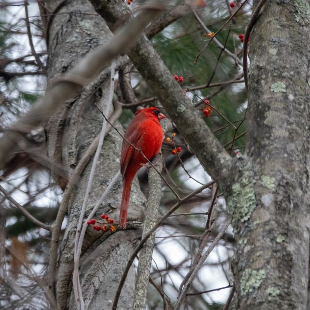 Northern Cardinal