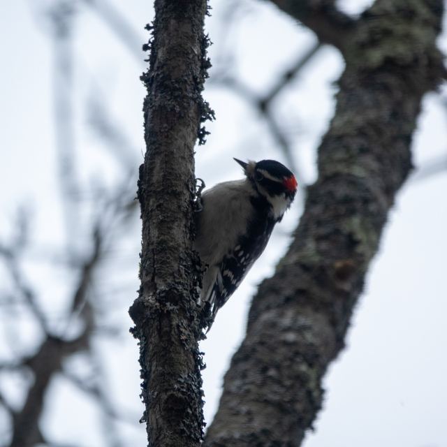 Downy Woodpecker