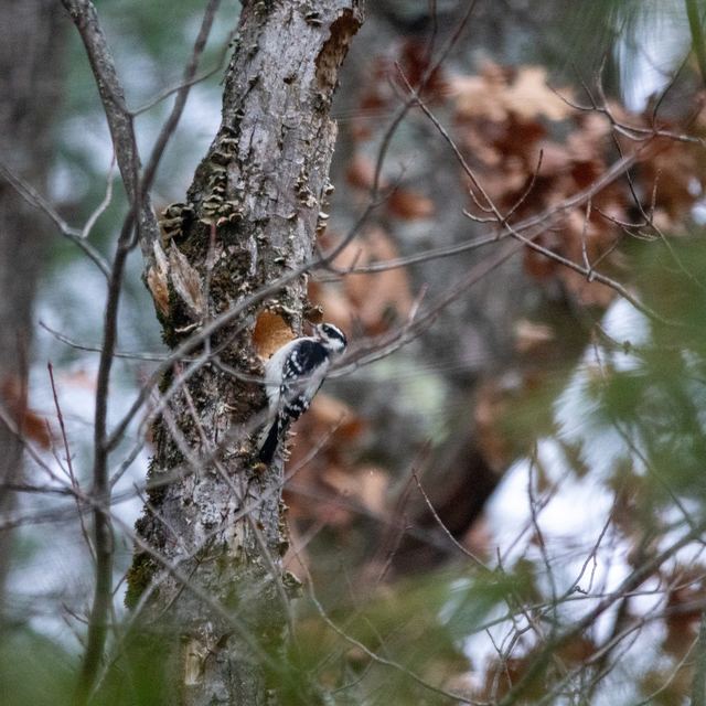 Downy Woodpecker