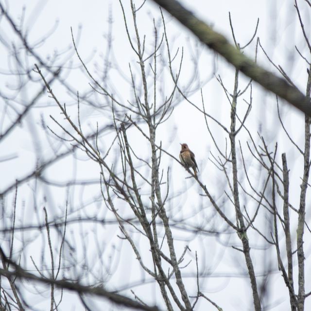 Northern Flicker