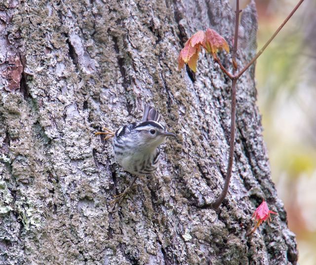 Black-and-white Warbler