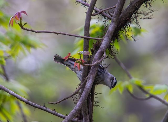 Black-and-white Warbler