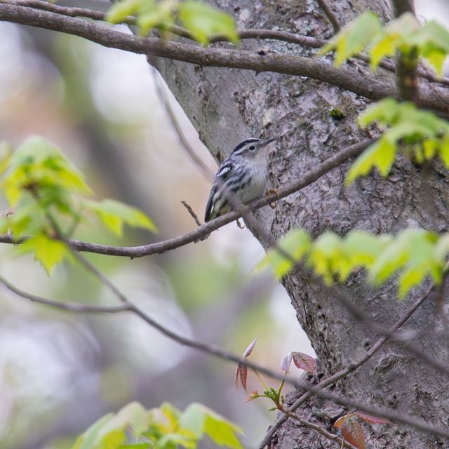 Black-and-white Warbler