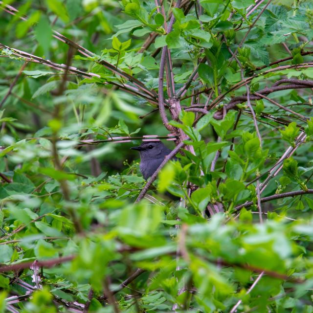 Gray Catbird