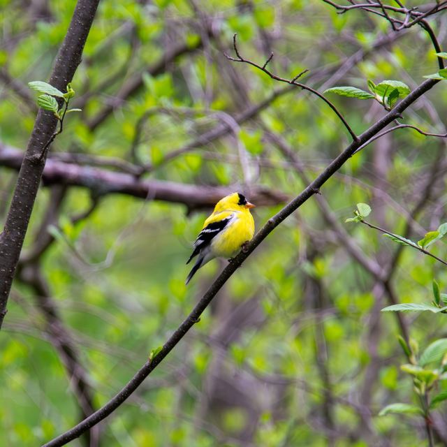 American Goldfinch