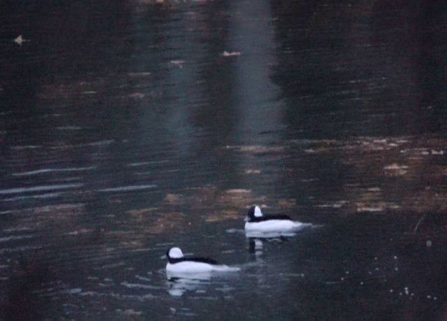 Bufflehead
