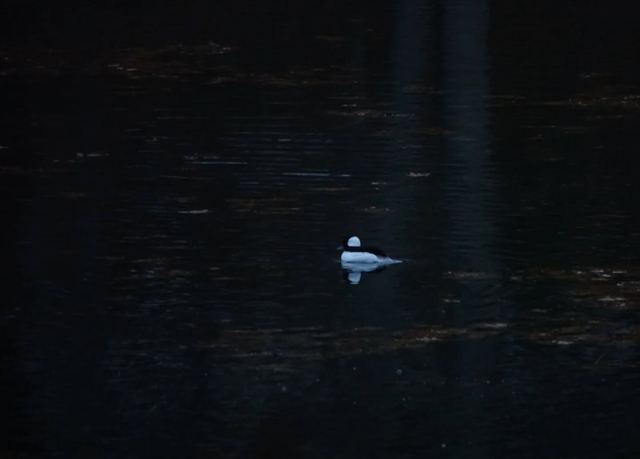 Bufflehead