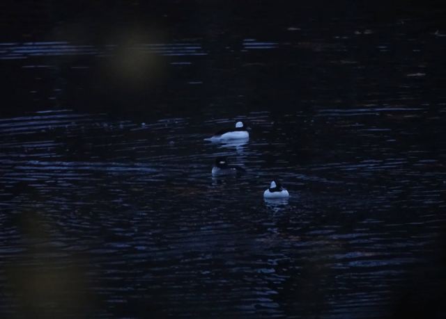 Bufflehead