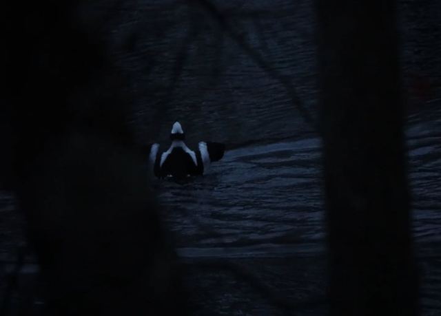 Bufflehead