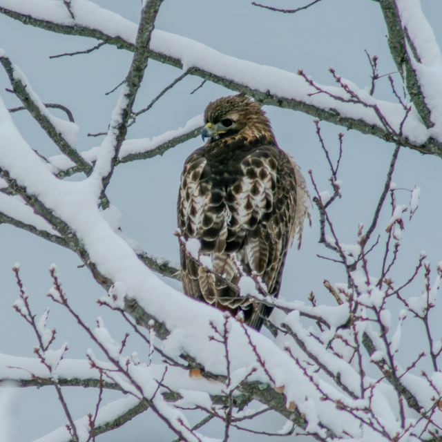 Red-tailed Hawk