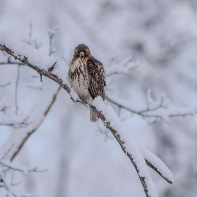 Red-tailed Hawk
