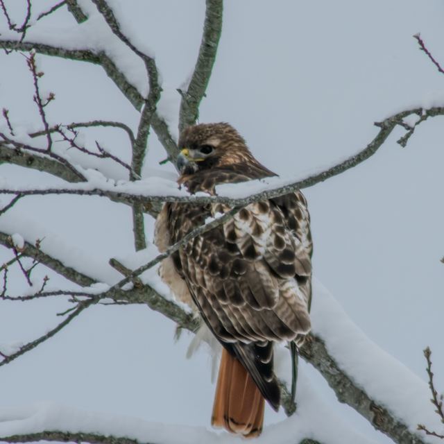 Red-tailed Hawk