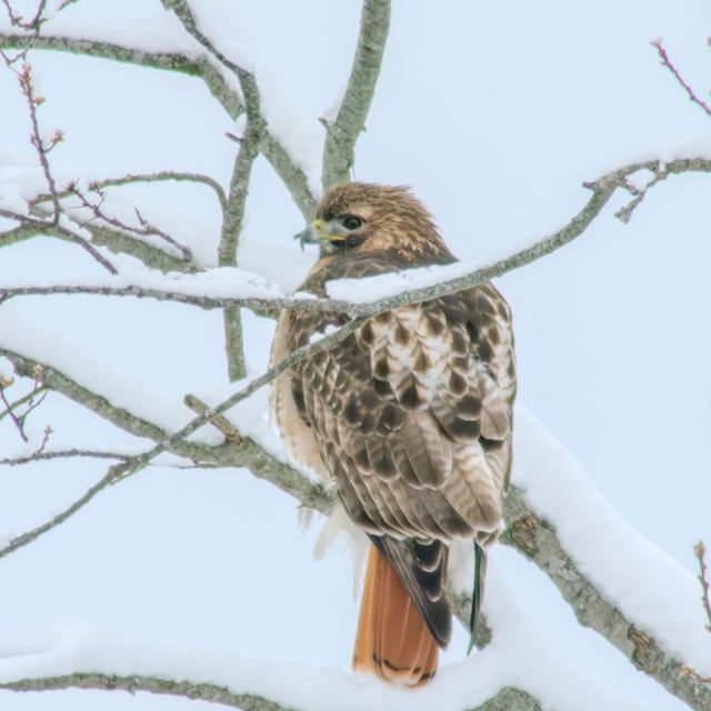 Red-tailed Hawk