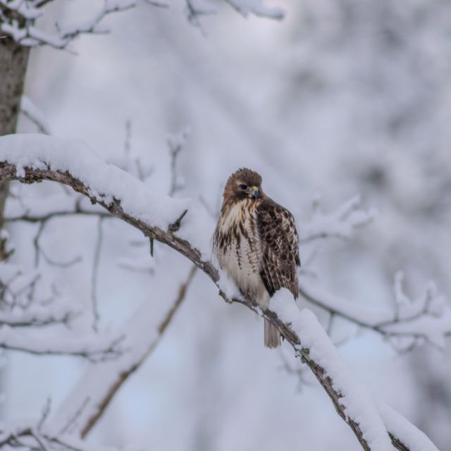 Red-tailed Hawk