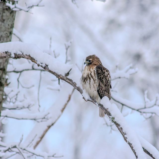 Red-tailed Hawk