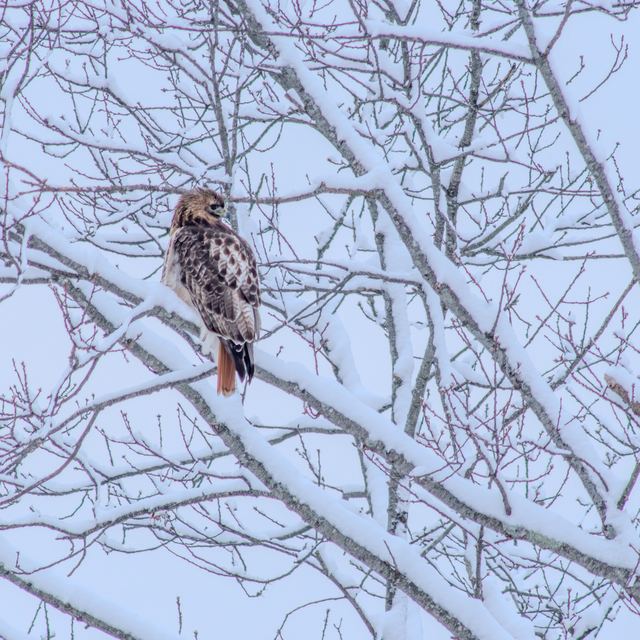Red-tailed Hawk
