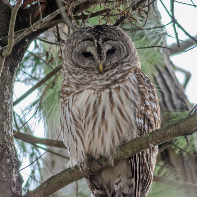 Barred Owl