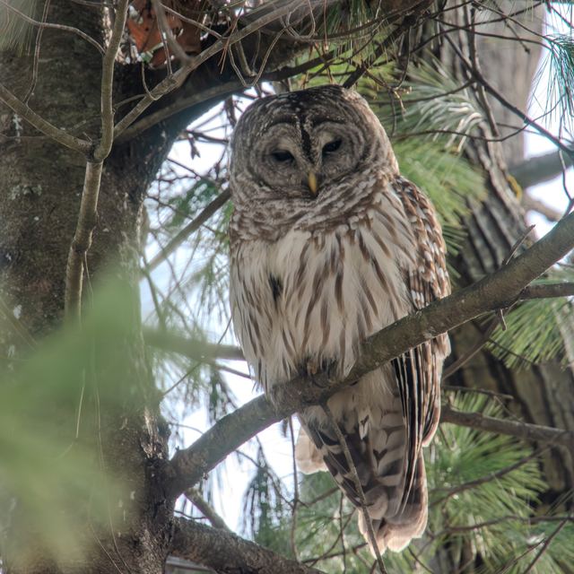 Barred Owl