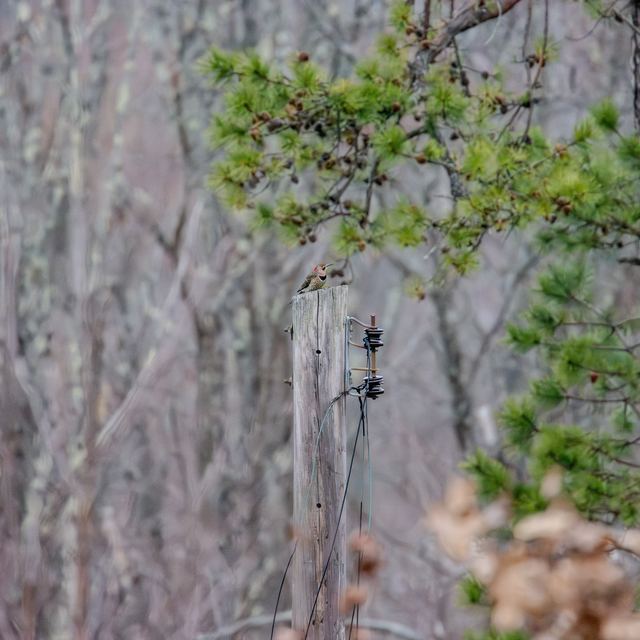 Northern Flicker