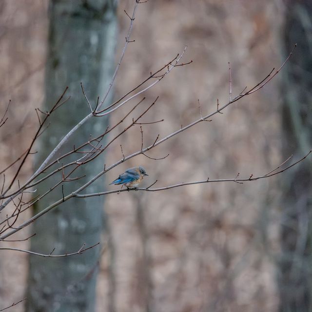 Eastern Bluebird