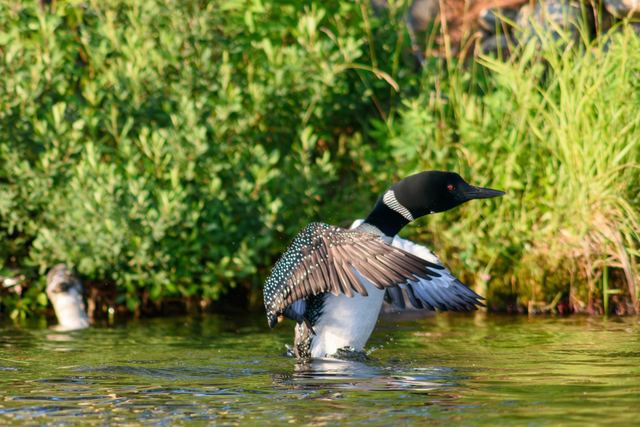 Common Loon