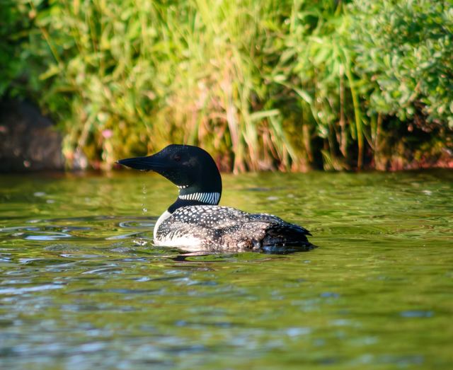 Common Loon