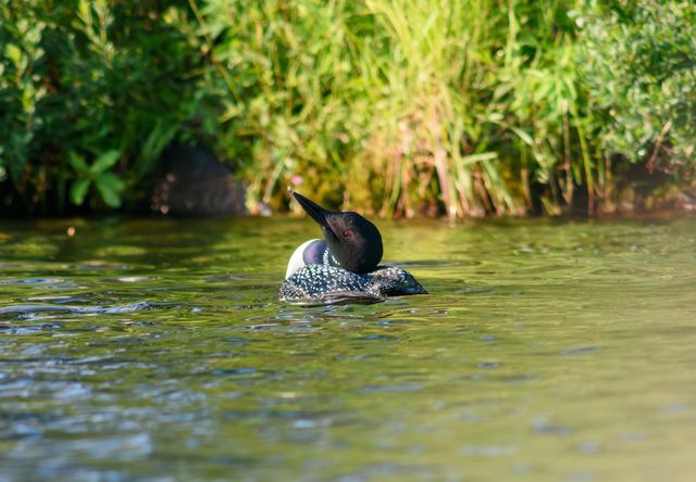 Common Loon