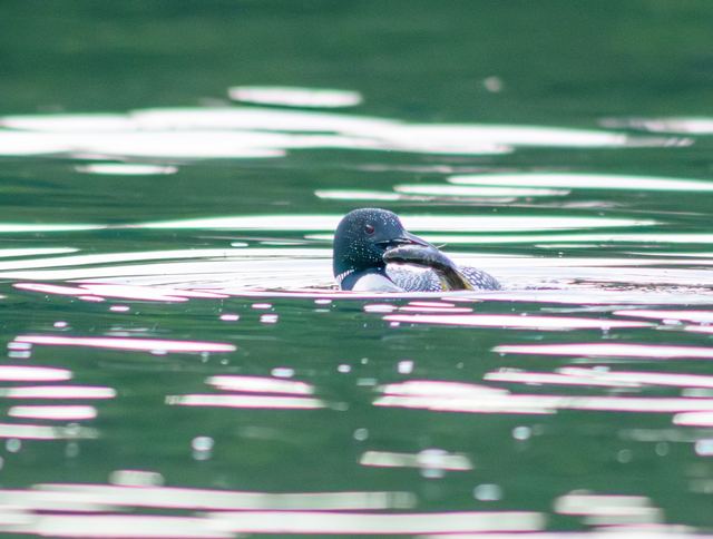 Common Loon