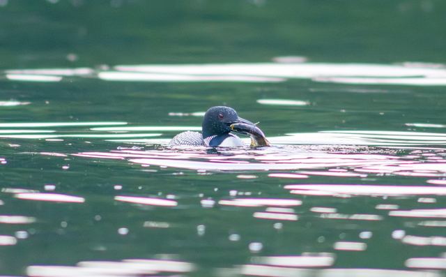 Common Loon