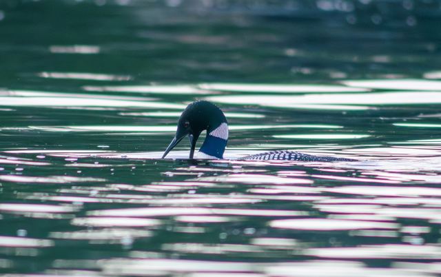 Common Loon