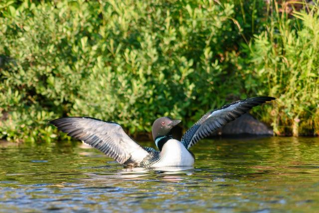 Common Loon